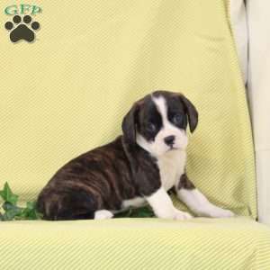 Bonnie, Boston Terrier Mix Puppy